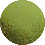 Lime Gold